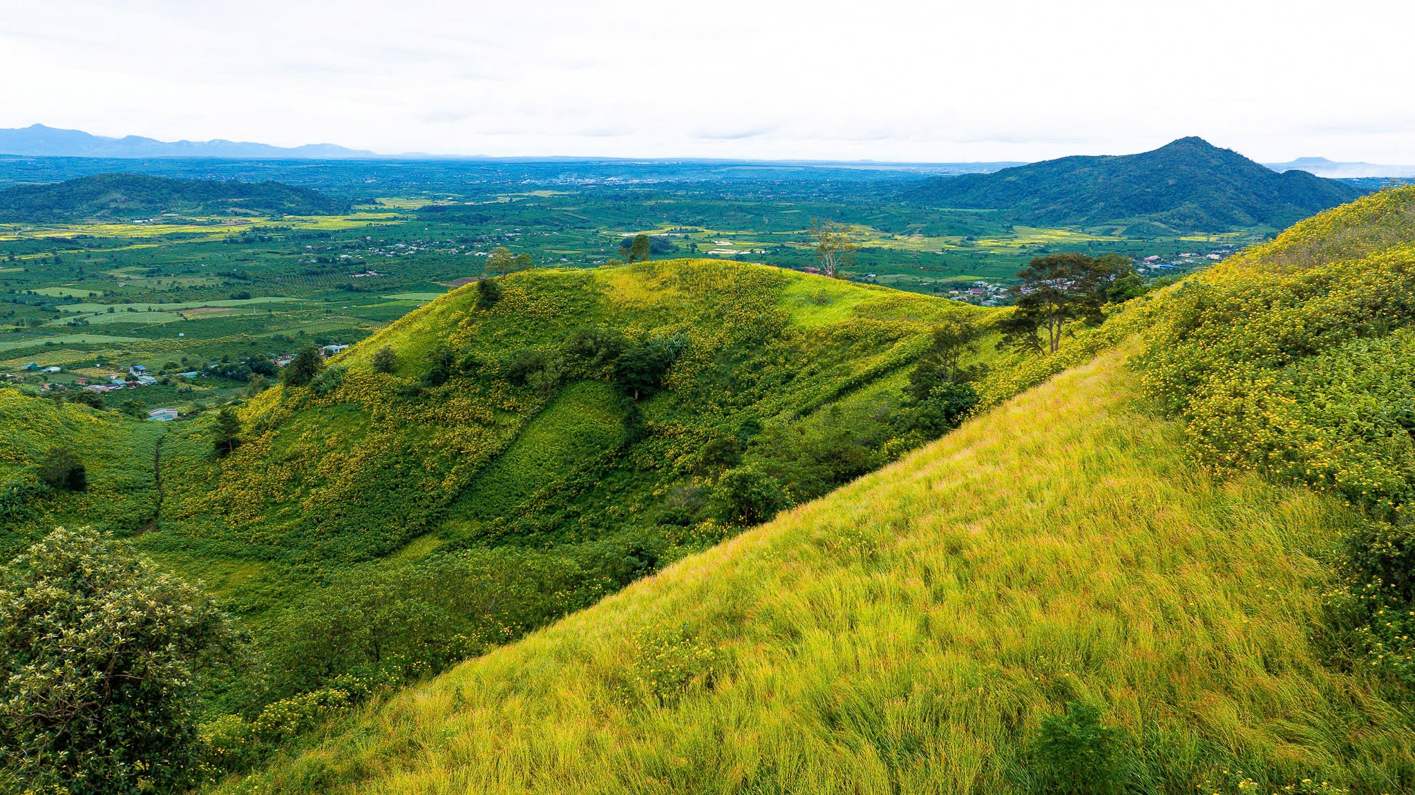 Da quy Chu Dang Ya anh 2