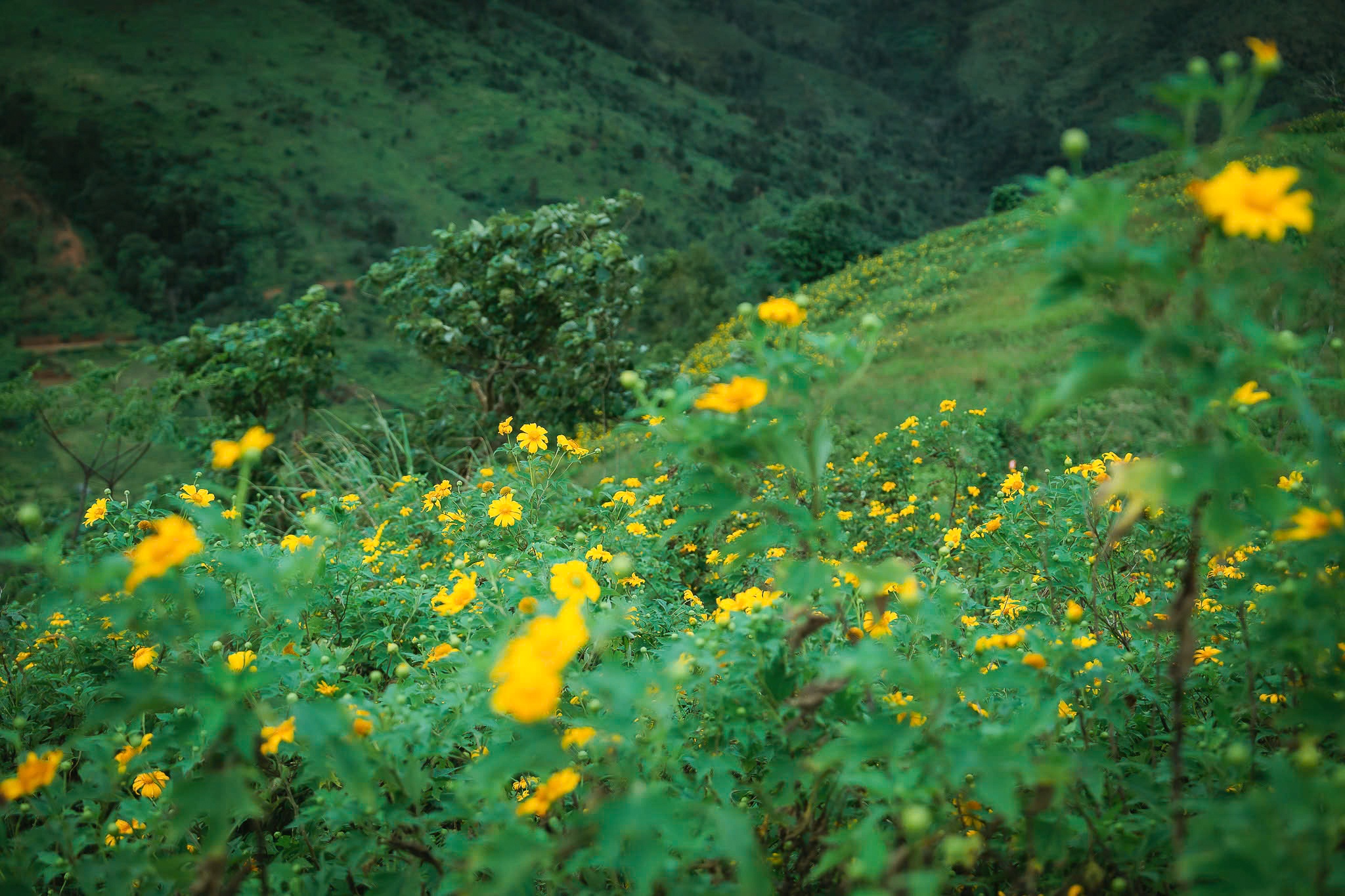 Da quy Chu Dang Ya anh 12