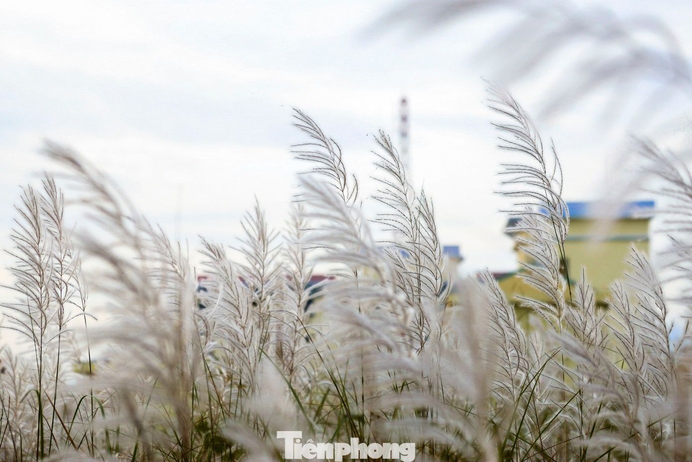 Co lau Da Nang anh 12