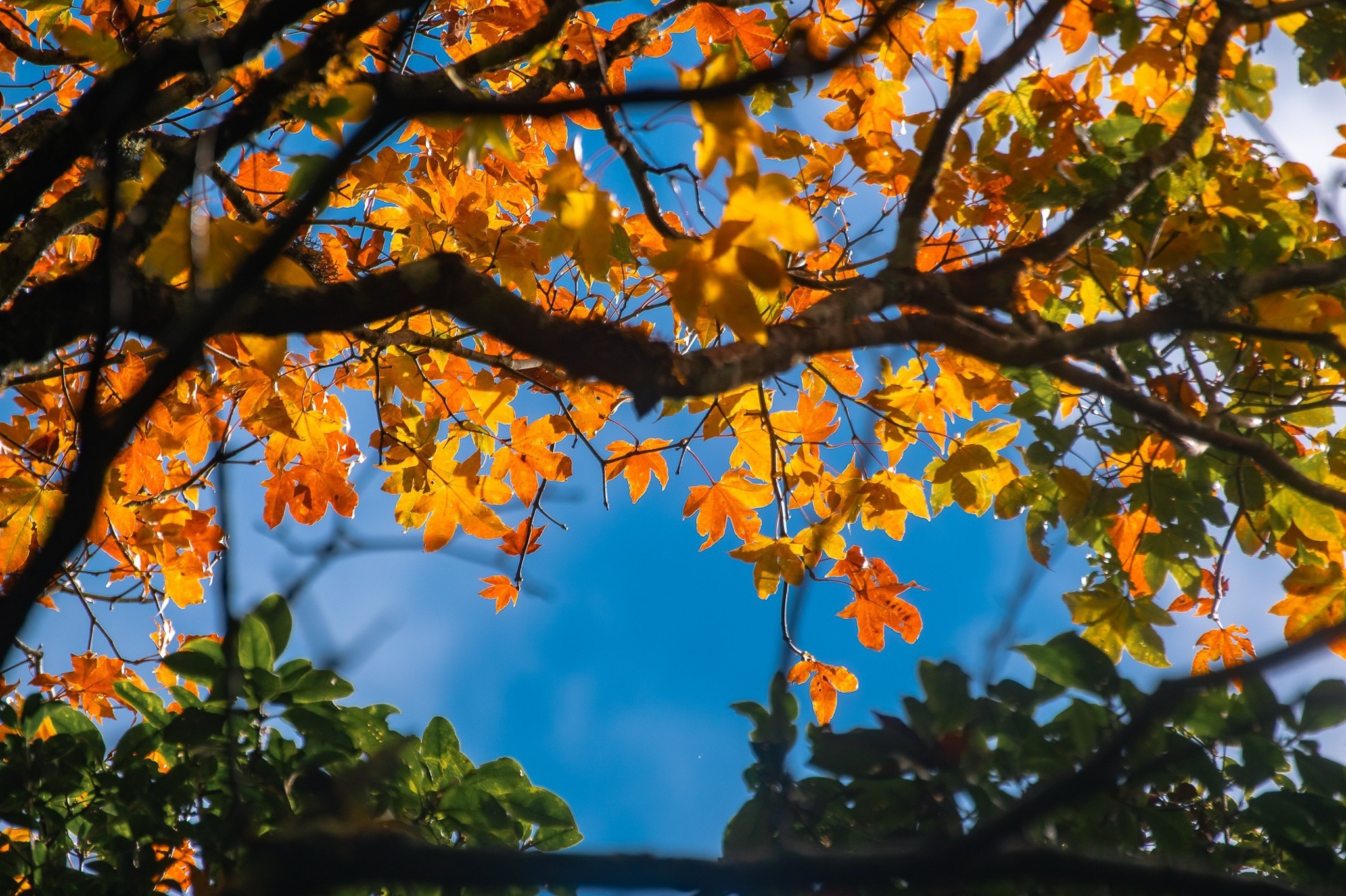Mua leo nui Tay Bac anh 12
