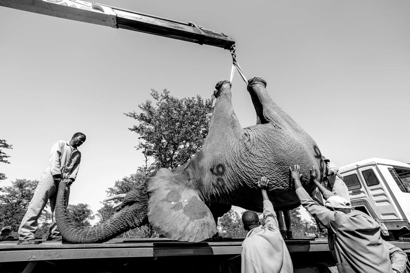 40 nam 'san' anh dong vat hoang da o chau Phi hinh anh