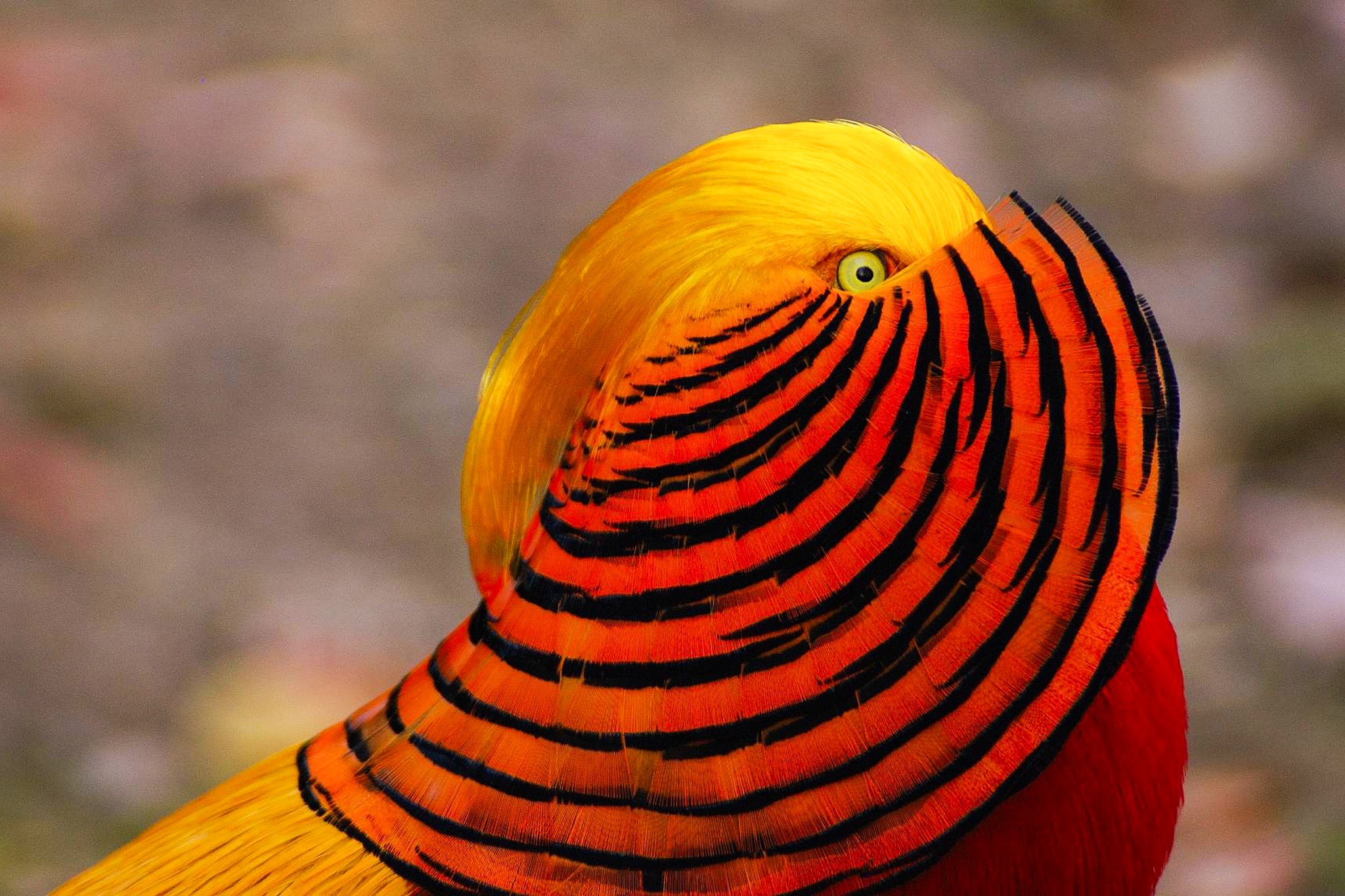 Loai chim 'hy sinh' thi luc de hap dan ban tinh hinh anh