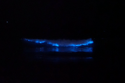 Canh bien 'phat sang' hiem thay o TP.HCM hinh anh