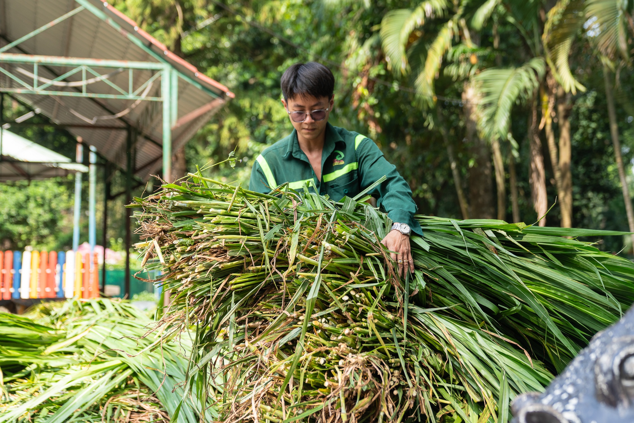 Thảo Cầm Viên ảnh 7 Thao Cam Vien anh 7