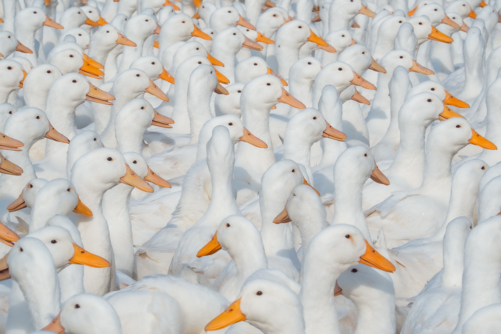 Tay Ninh bilde 7 Tay Ninh anh 7