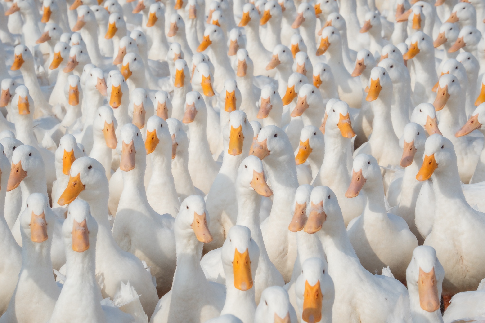 Tay Ninh bilde 6 Tay Ninh anh 6