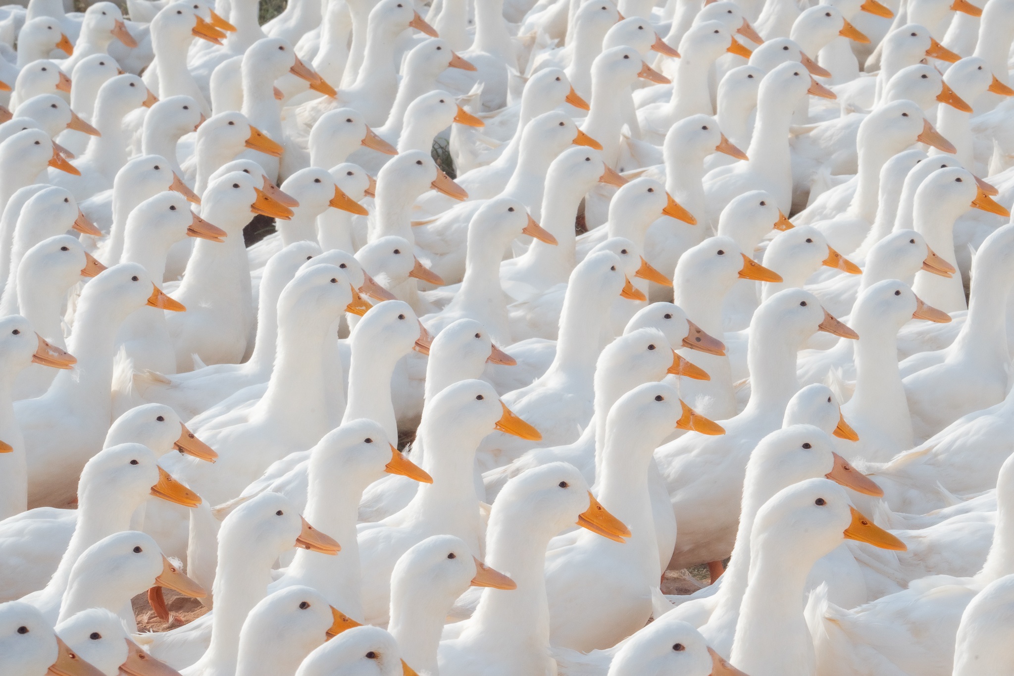 Tay Ninh bilde 4 Tay Ninh anh 4