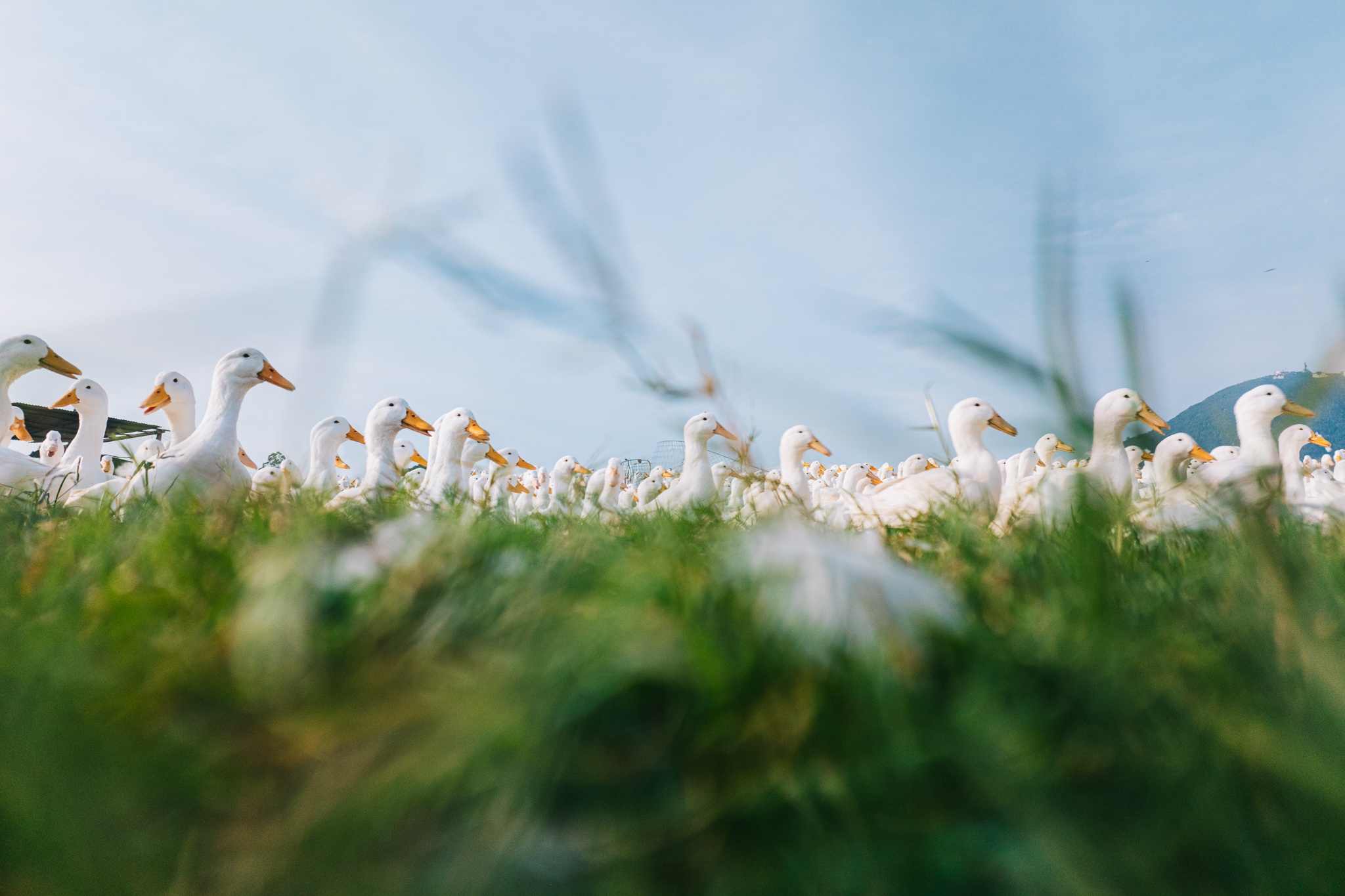 Tay Ninh bilde 2 Tay Ninh anh 2