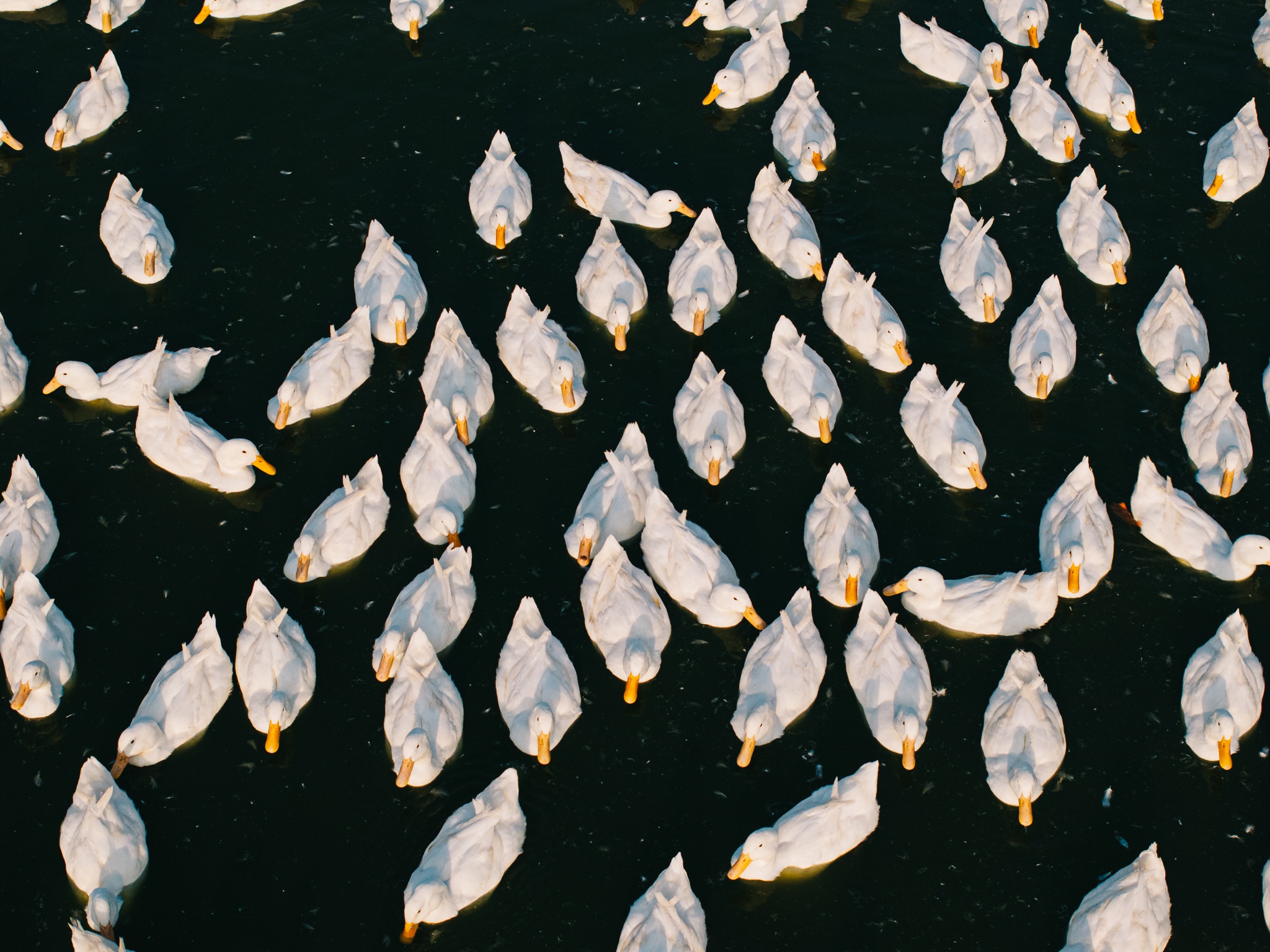 Tay Ninh bilde 11 Tay Ninh anh 11