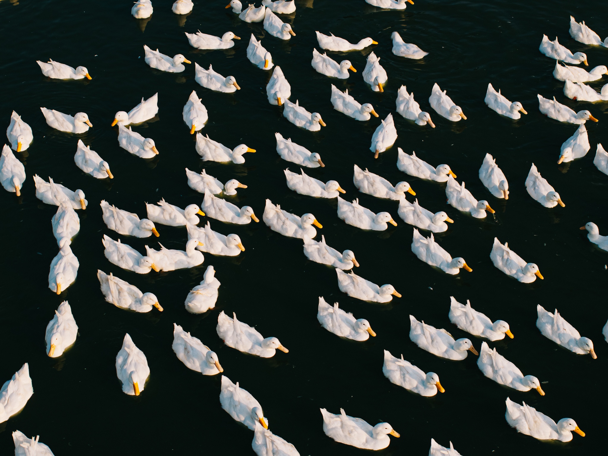 Tay Ninh bilde 12 Tay Ninh anh 12