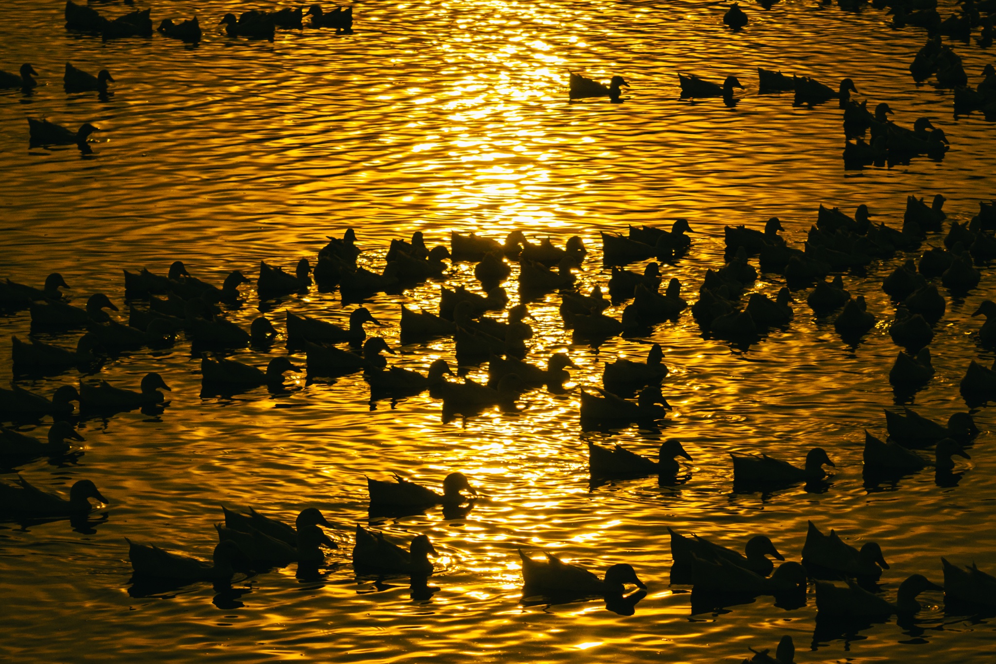 Tay Ninh bilde 14 Tay Ninh anh 14