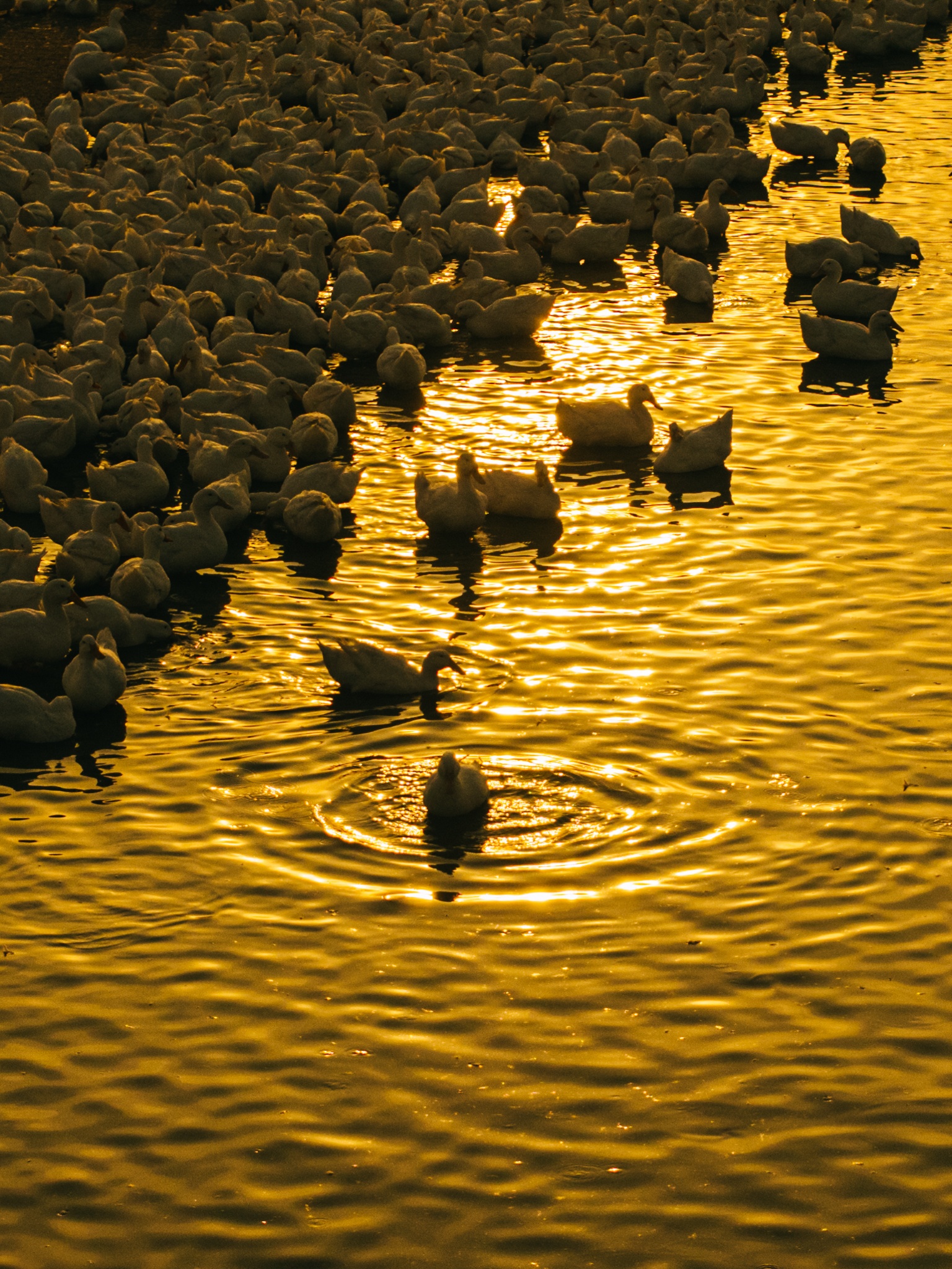 Tay Ninh bilde 16 Tay Ninh anh 16