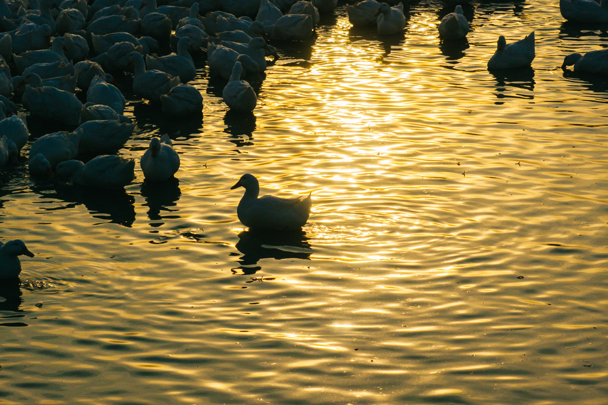 Tay Ninh bilde 18 Tay Ninh anh 18