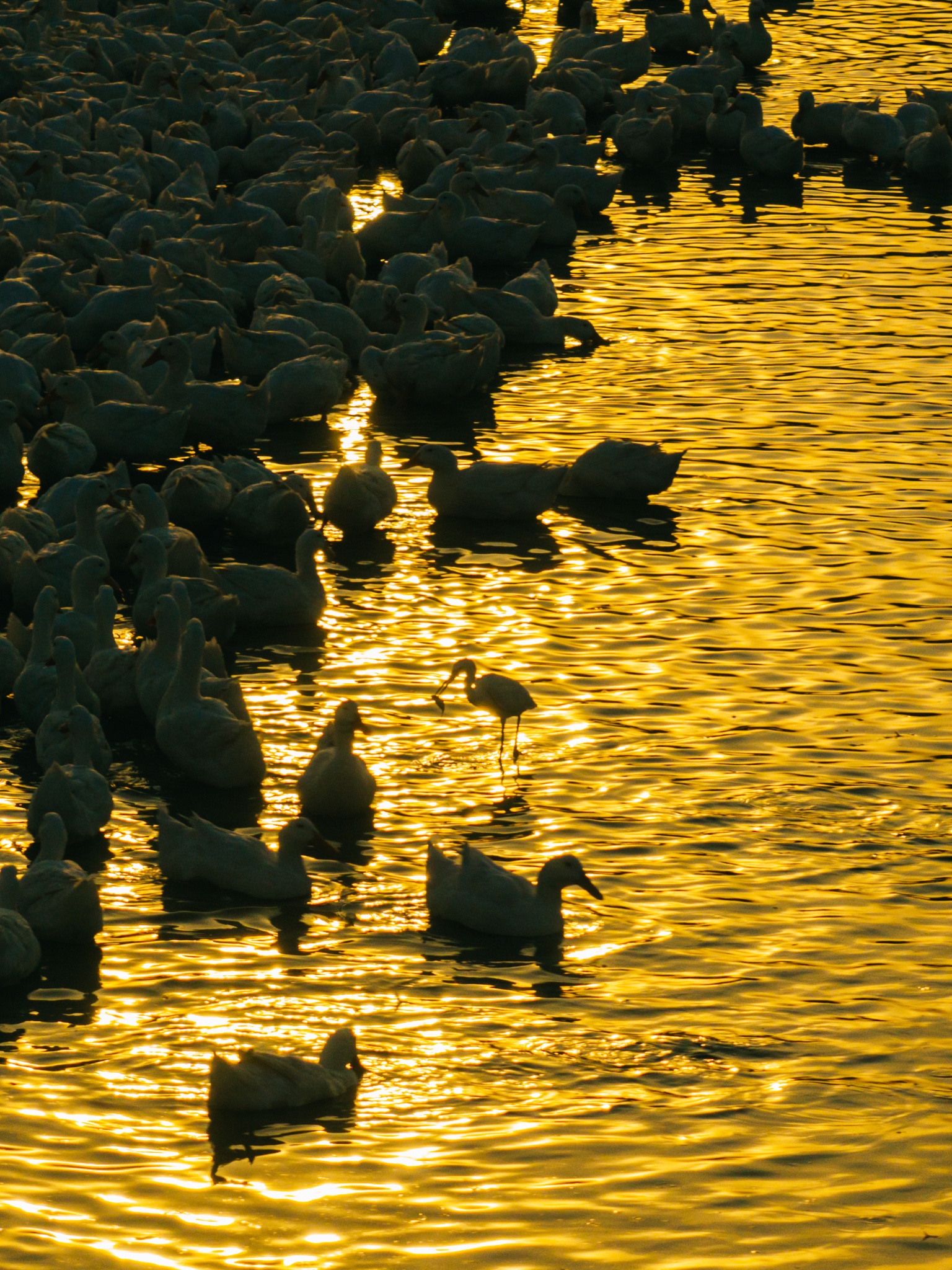 Tay Ninh bilde 17 Tay Ninh anh 17