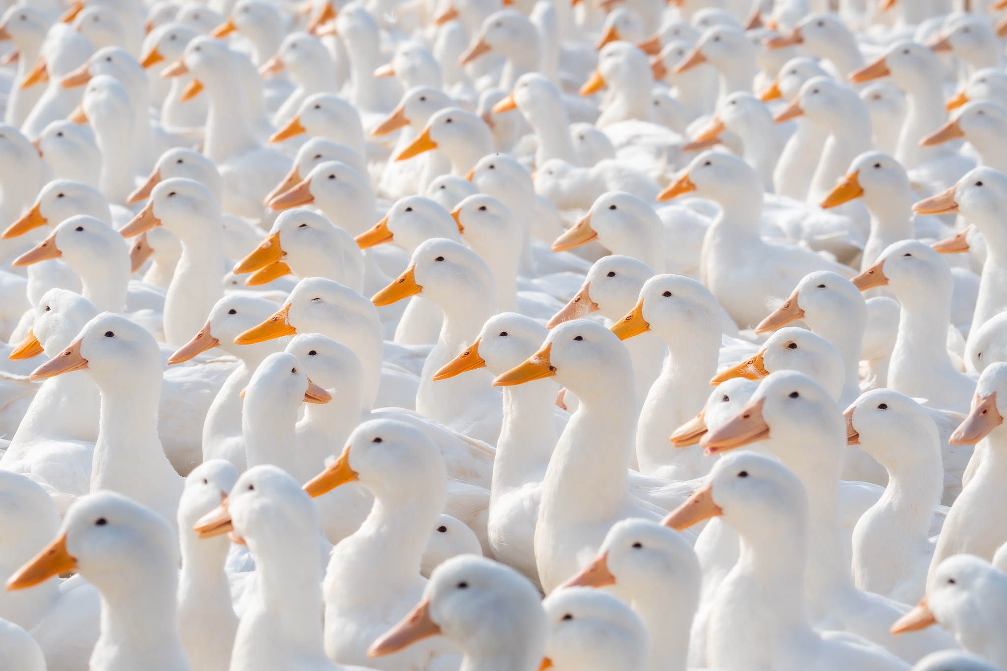 Tay Ninh bilde 5 Tay Ninh anh 5