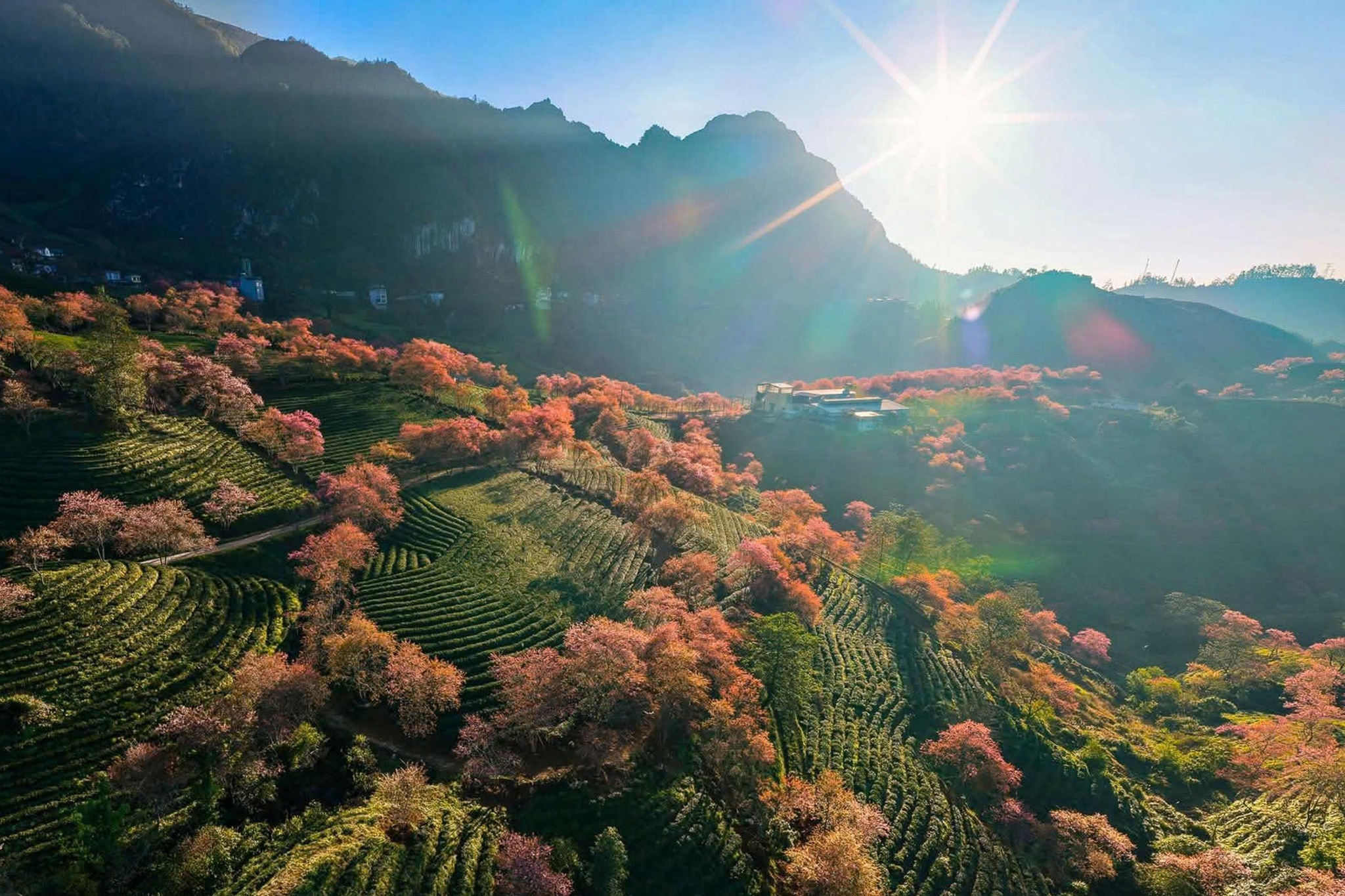 Ngam mai anh dao doi che o long Sa Pa mua cuoi truoc khi bi di doi hinh anh