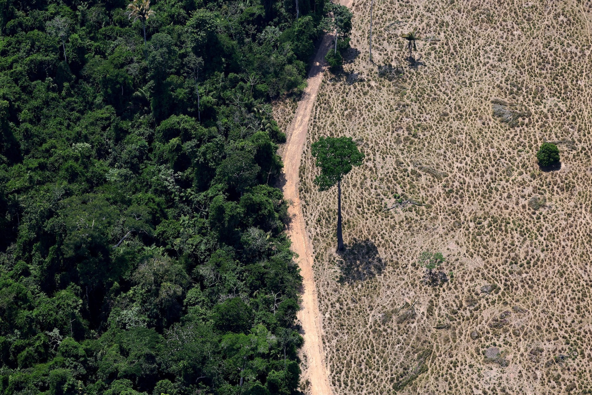 anh phong canh anh 2