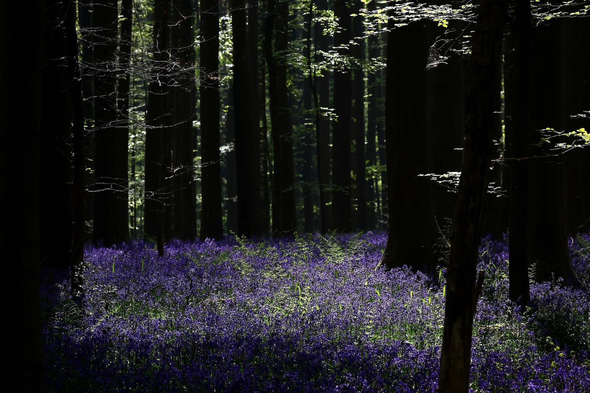 anh phong canh anh 12