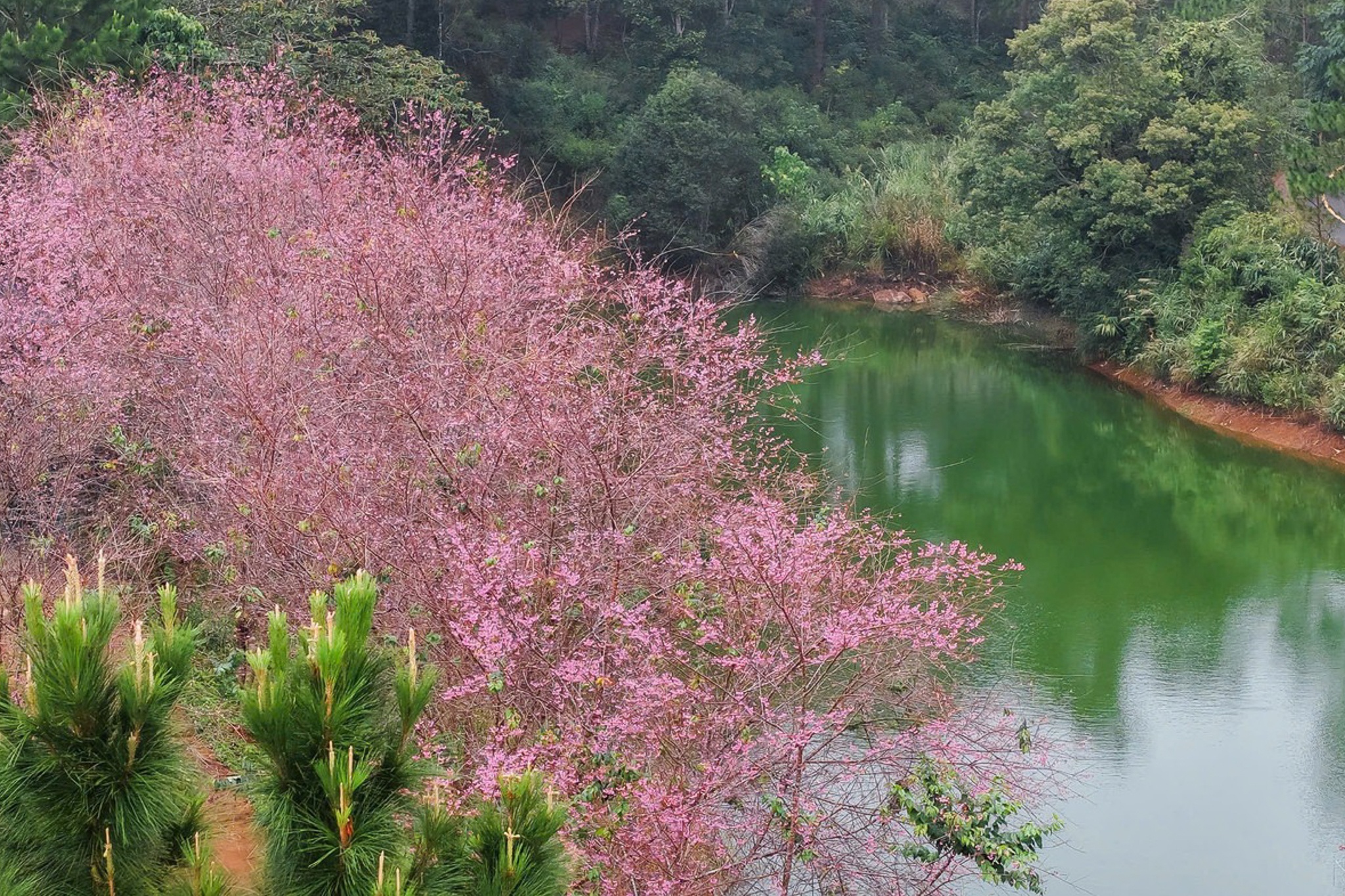 Măng Đen ảnh 14 Mang Den anh 14