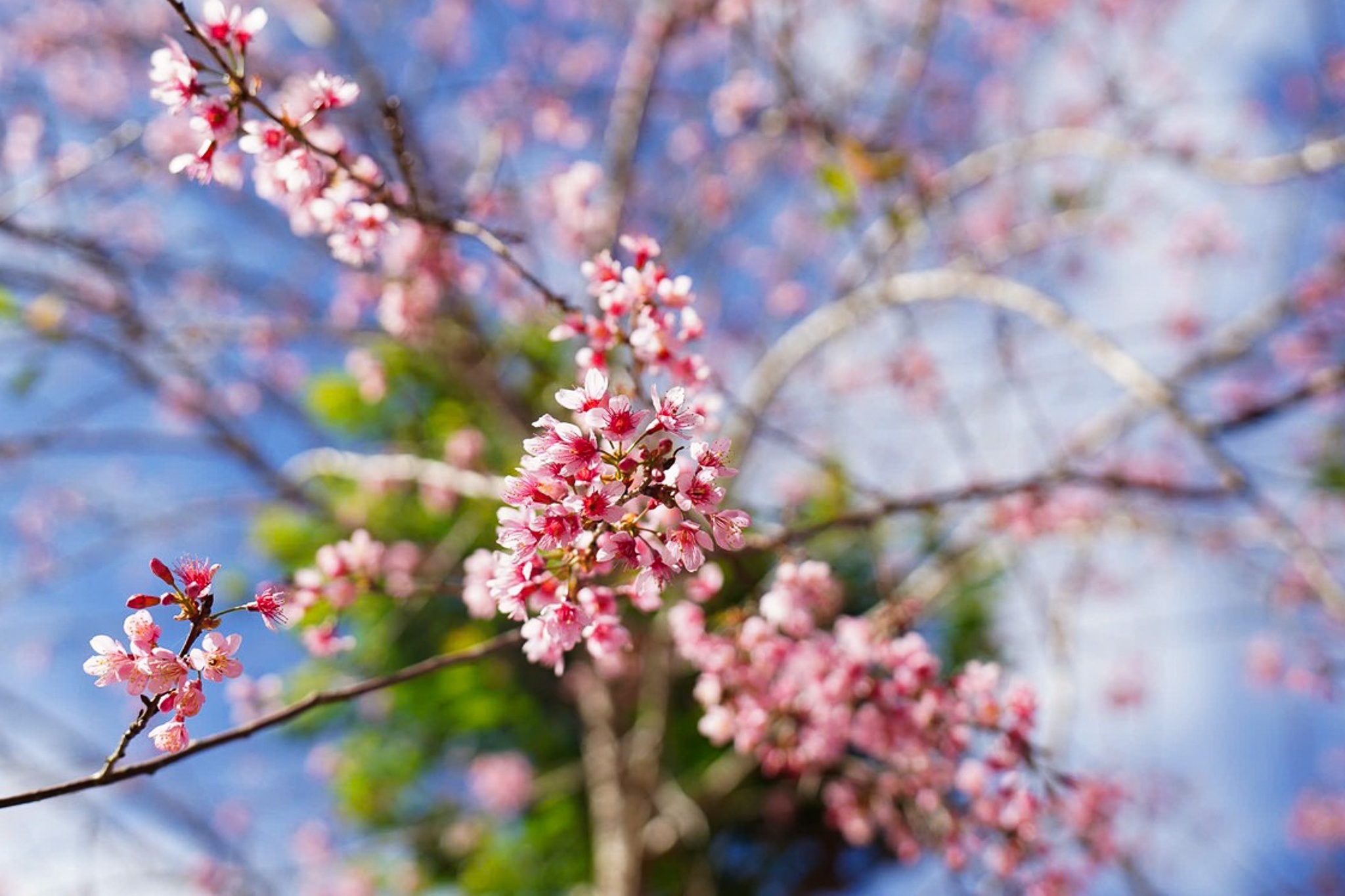 Măng Đen ảnh 13 Mang Den anh 13