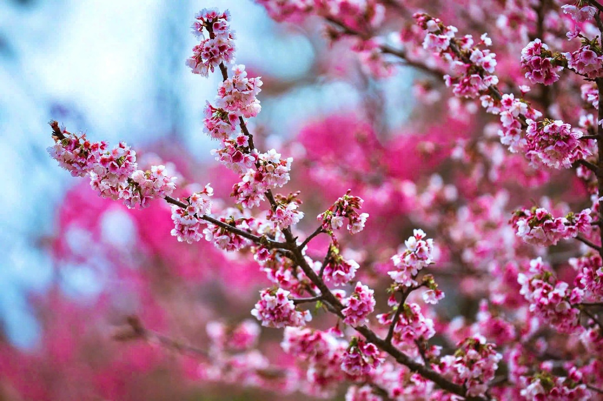 Măng Đen ảnh 15 Mang Den anh 15