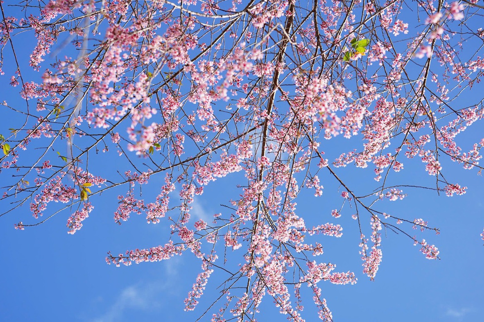 Măng Đen ảnh 12 Mang Den anh 12