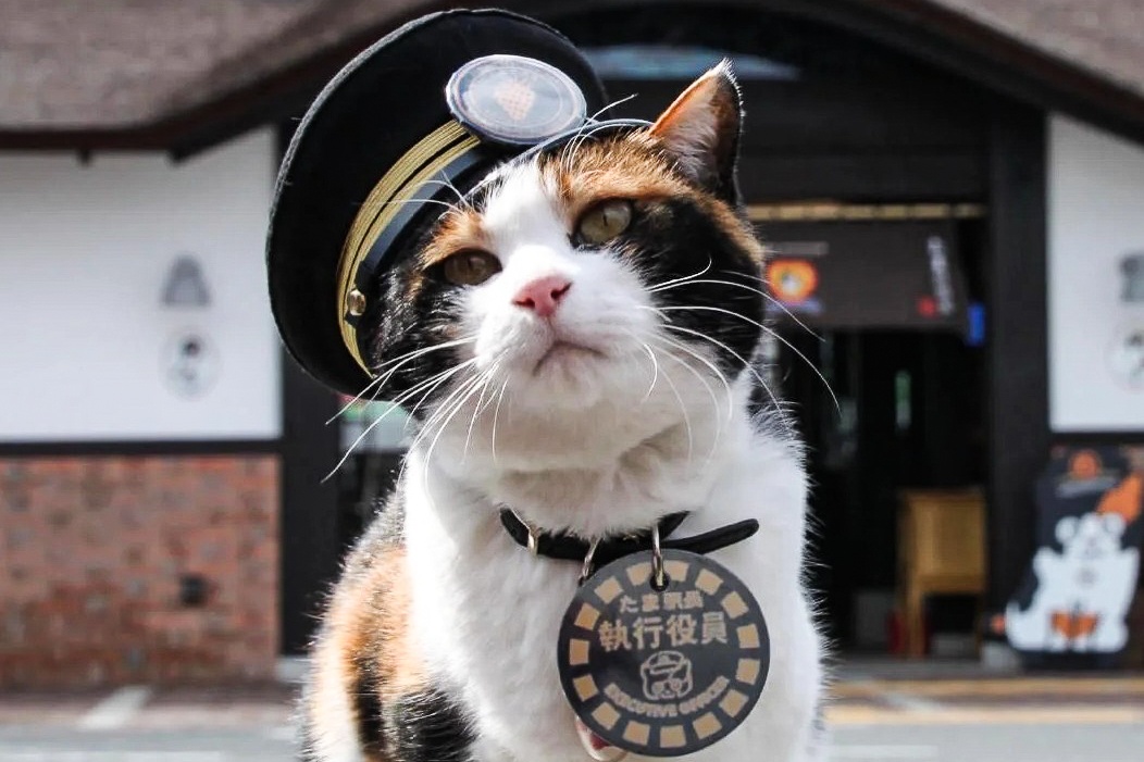 Nhat Ban bo nhiem meo lam 'truong ga tau' hinh anh