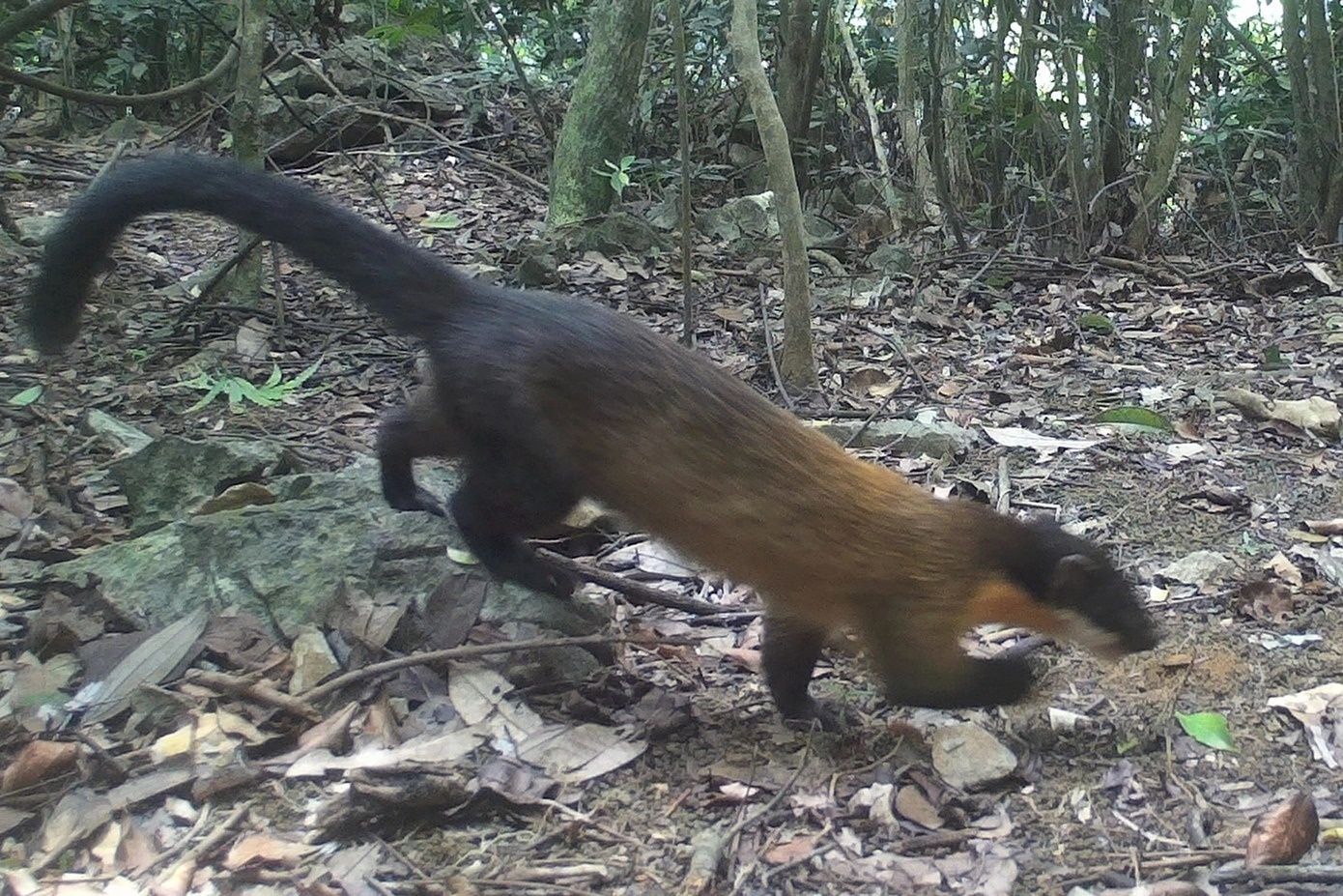 vooc mong trang anh 1