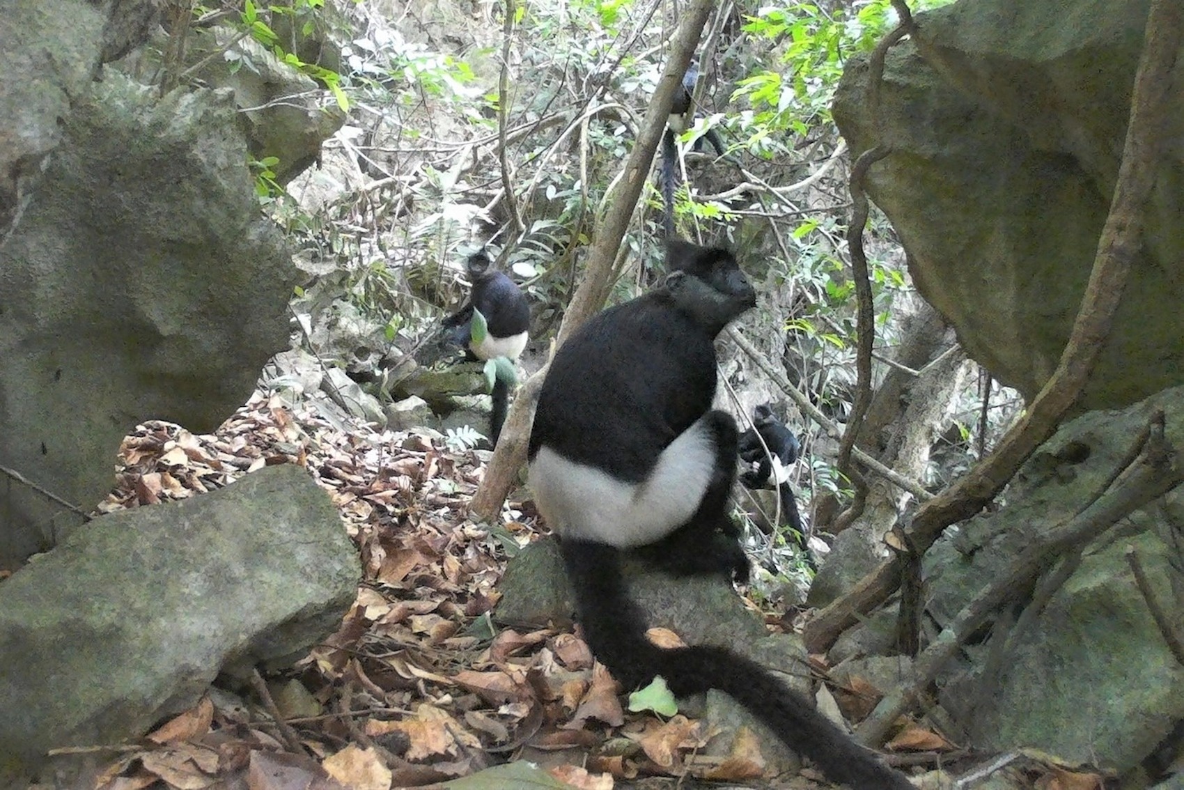 Phat hien vooc mong trang, chon vang quy hiem trong rung Ninh Binh hinh anh