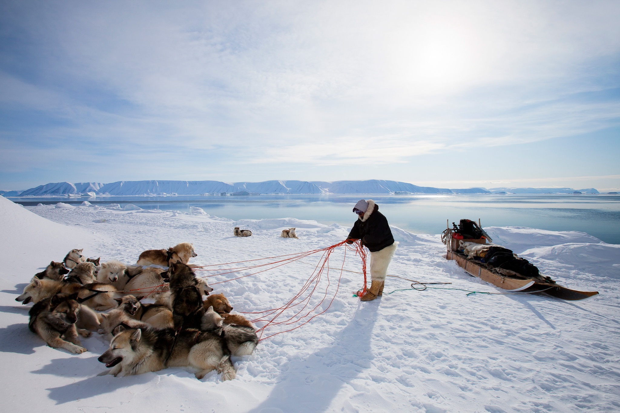 Nghe san gau Bac Cuc tai hon dao ong Trump muon mua hinh anh