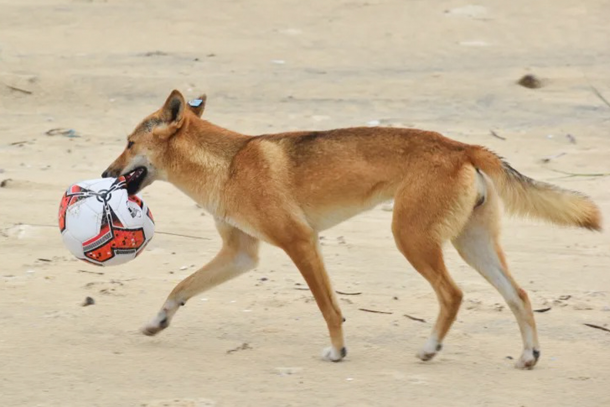 Loai cho hoang nghi tan cong du khach den chet tai Australia hinh anh