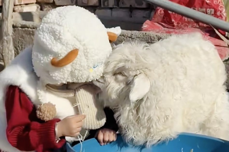 10 trieu nguoi xem con cuu 'drama queen' Trung Quoc gia chet hinh anh