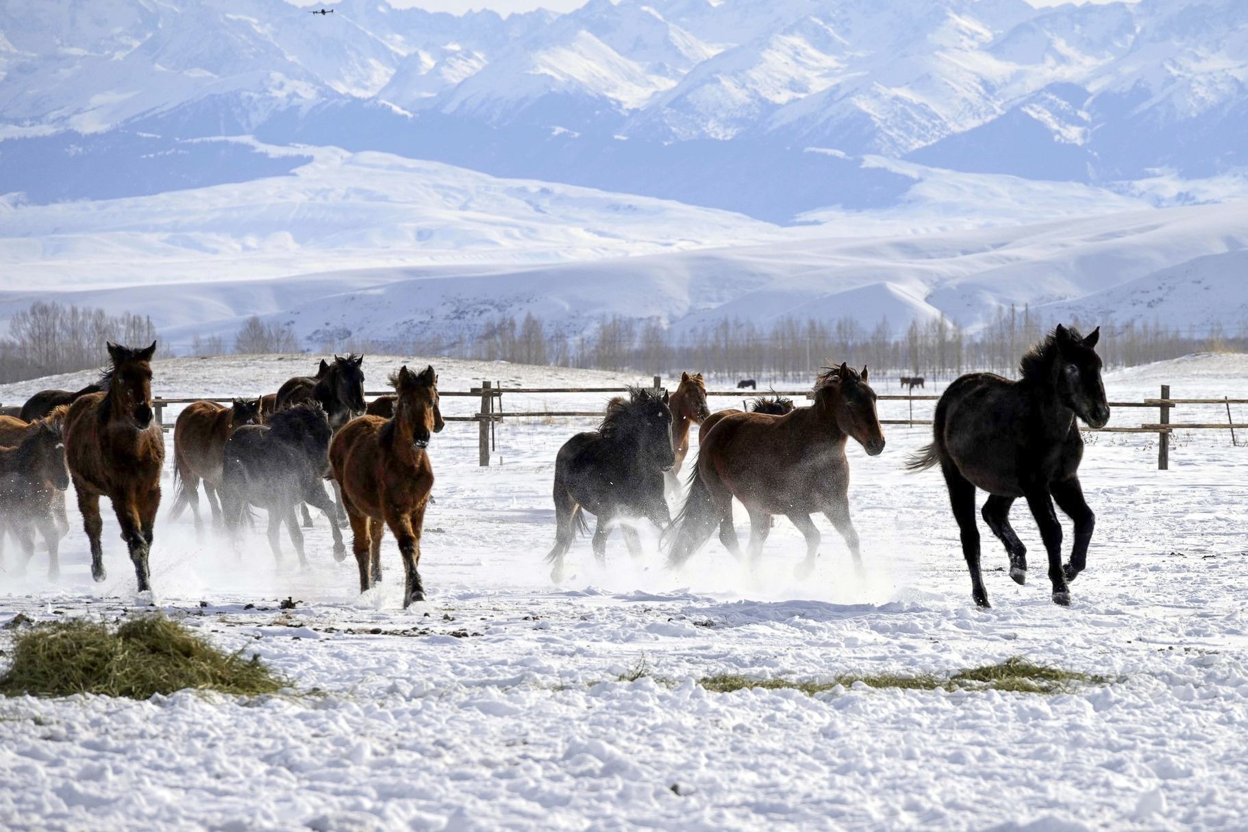 'Ngua troi' Trung Quoc phi nuoc dai chao don nam moi hinh anh