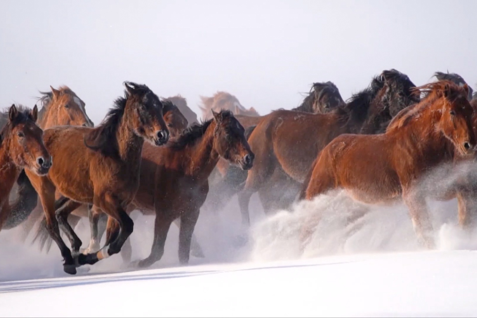 Cưỡi ngựa ảnh 2 Cuoi ngua anh 2