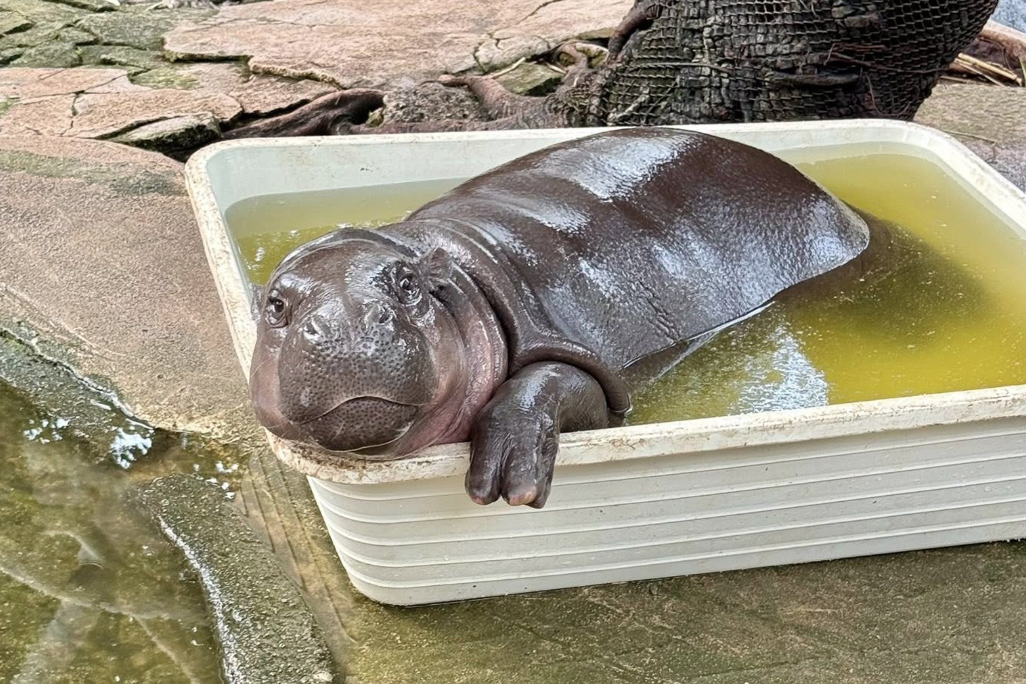 Ho nuoc ban gay lo ngai ve dieu kien song cua ha ma noi tieng Thai Lan hinh anh