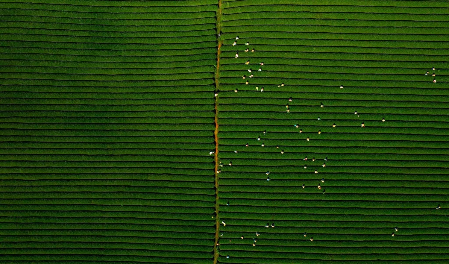 Doi che Moc Chau anh 10