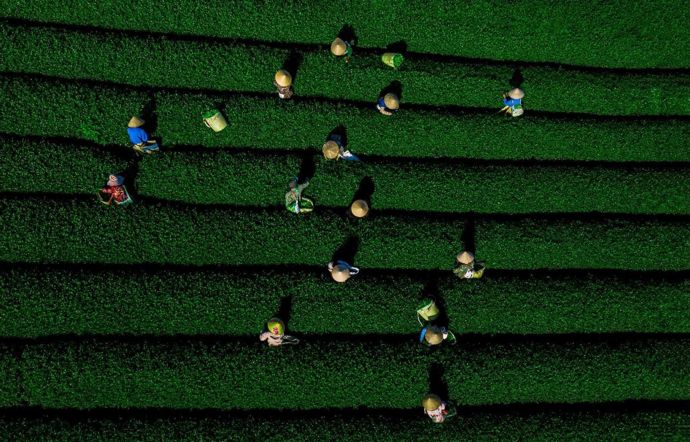 Doi che Moc Chau anh 7