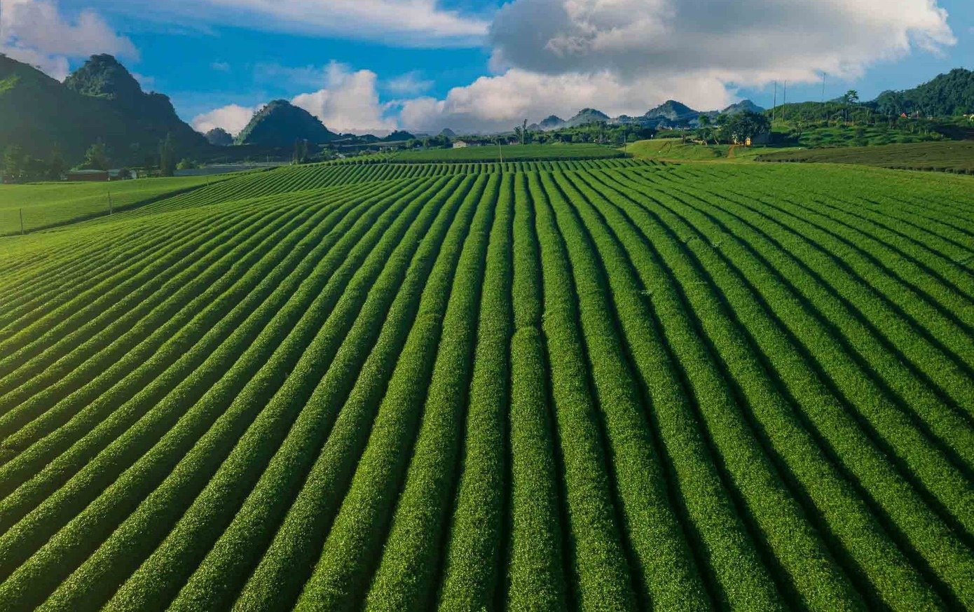 Me man doi che Moc Chau mua xuan hinh anh