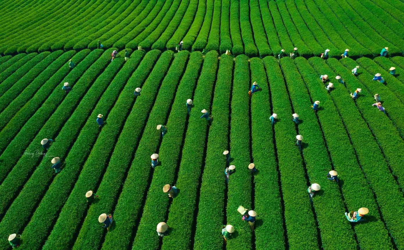 Doi che Moc Chau anh 4