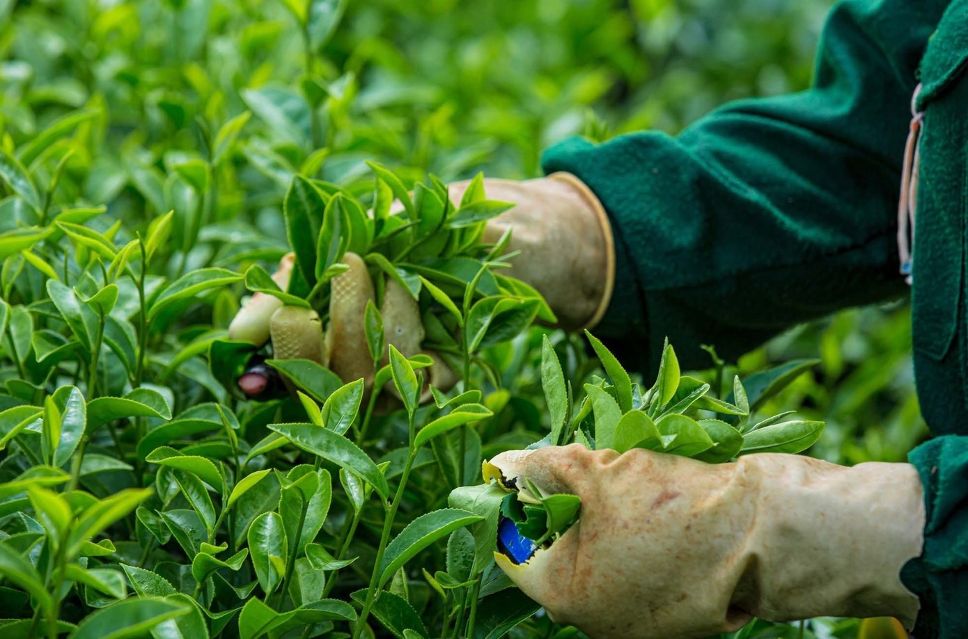 Doi che Moc Chau anh 8