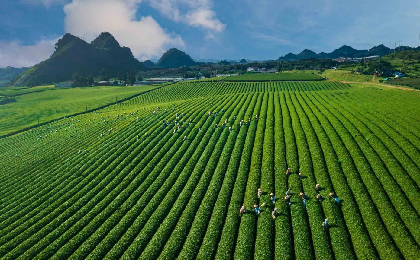 Doi che Moc Chau anh 3