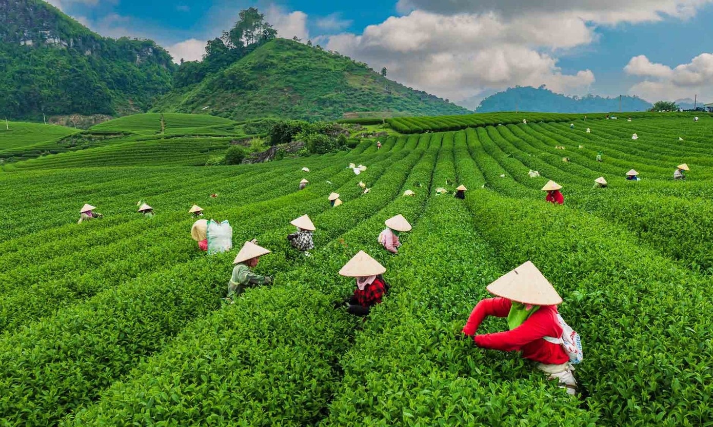 Doi che Moc Chau anh 6