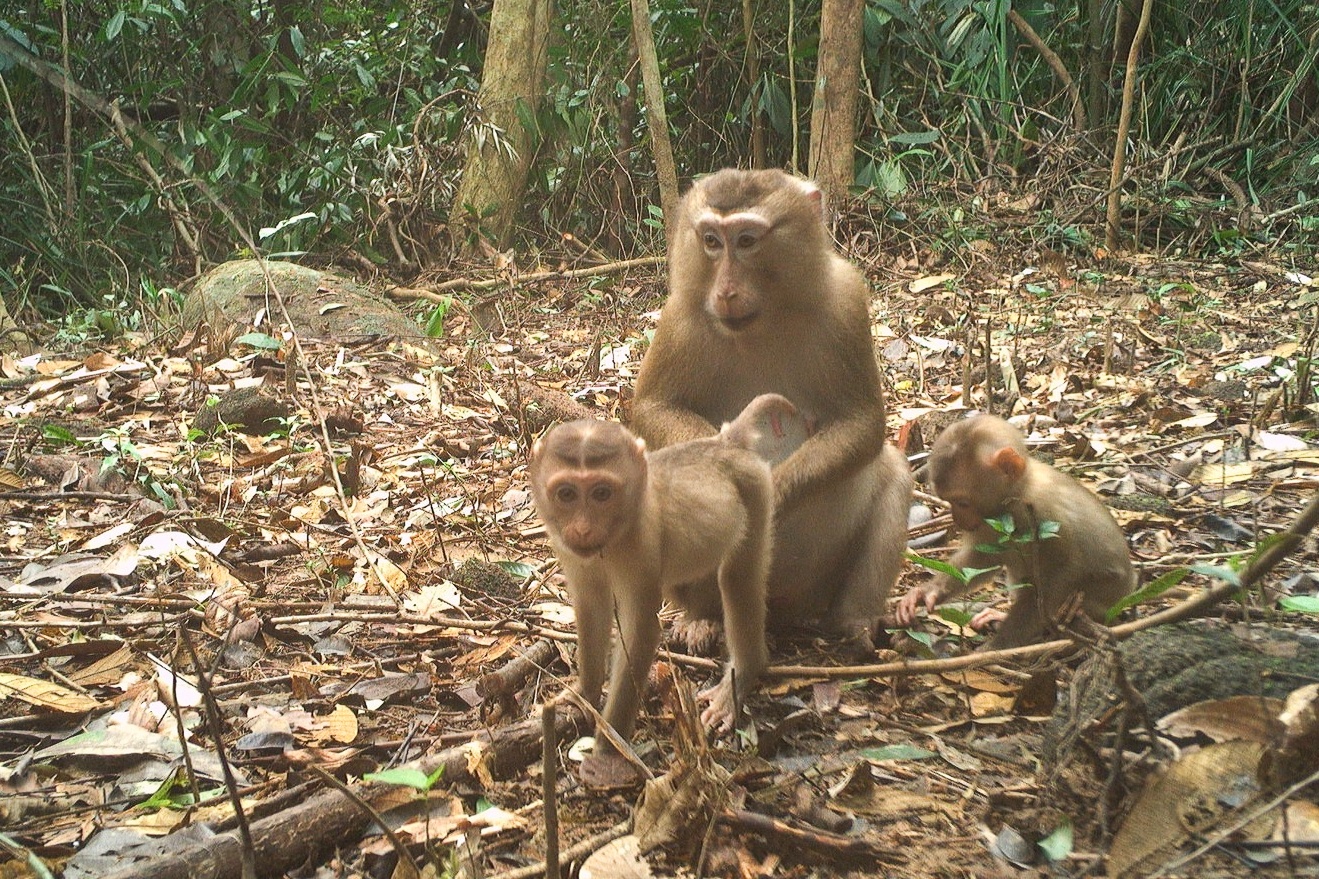 Phat hien nhieu loai dong vat quy hiem o My Son hinh anh