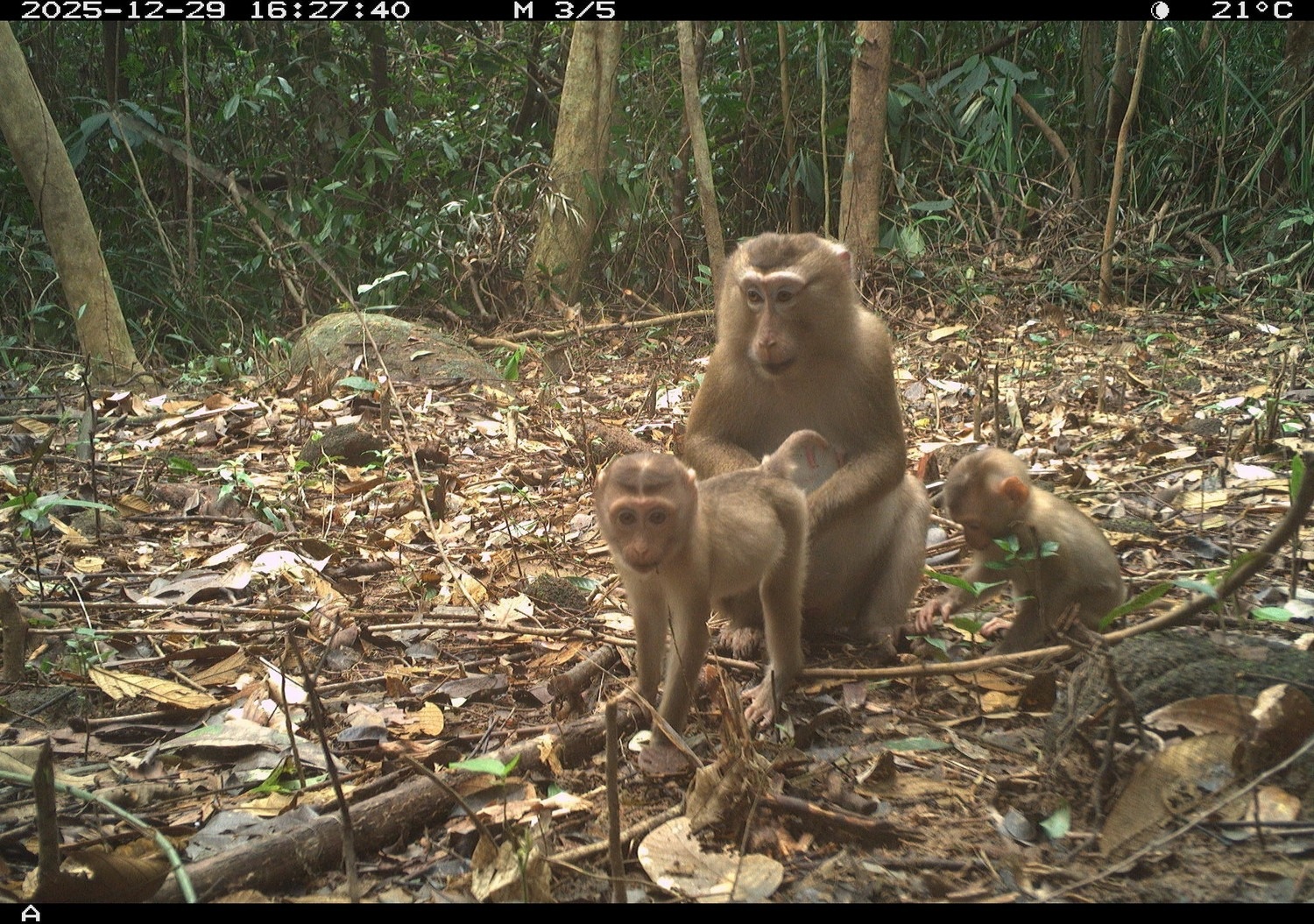 Mỹ Sơn ảnh 1 My Son anh 1