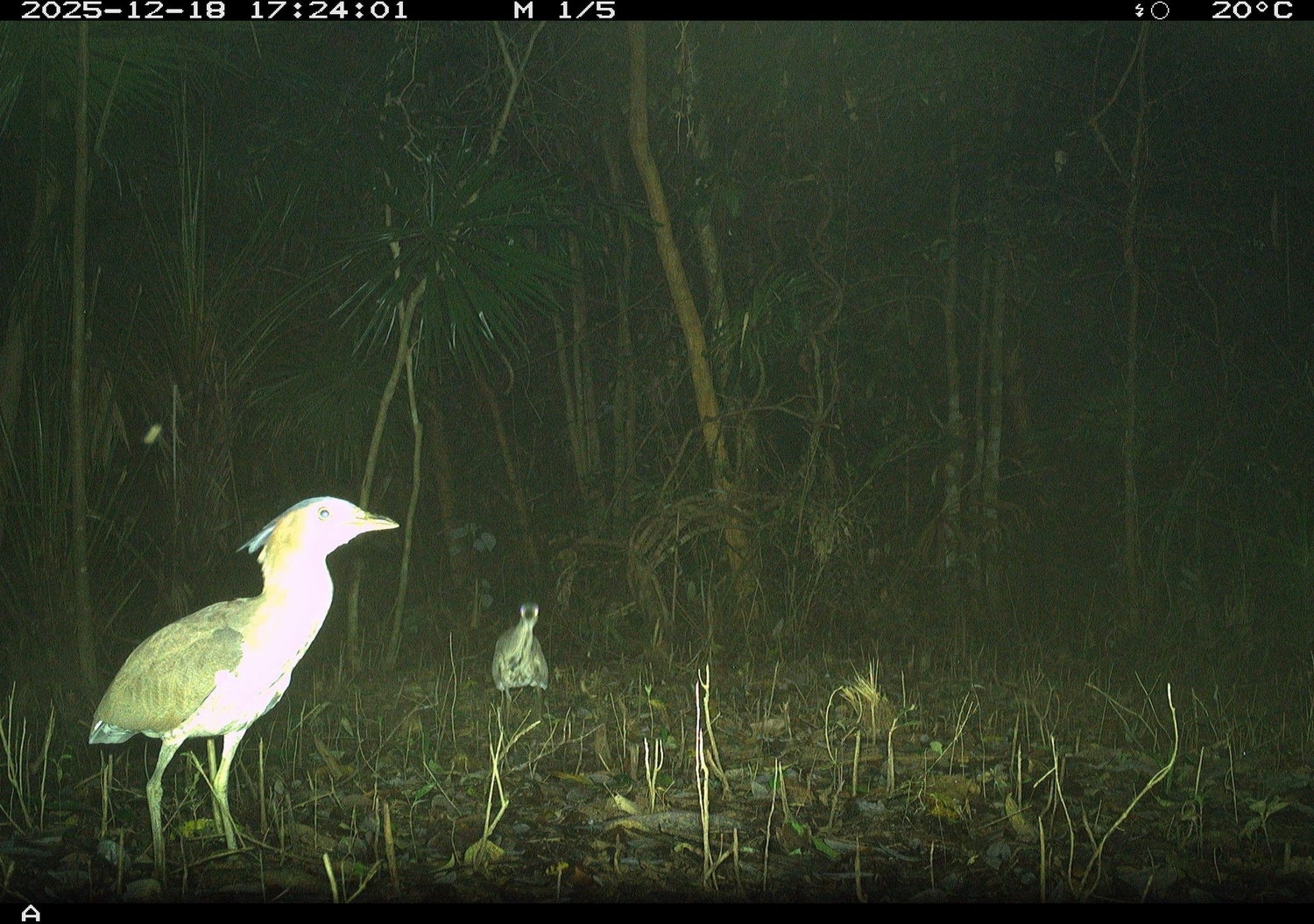 Mỹ Sơn ảnh 4 My Son anh 4