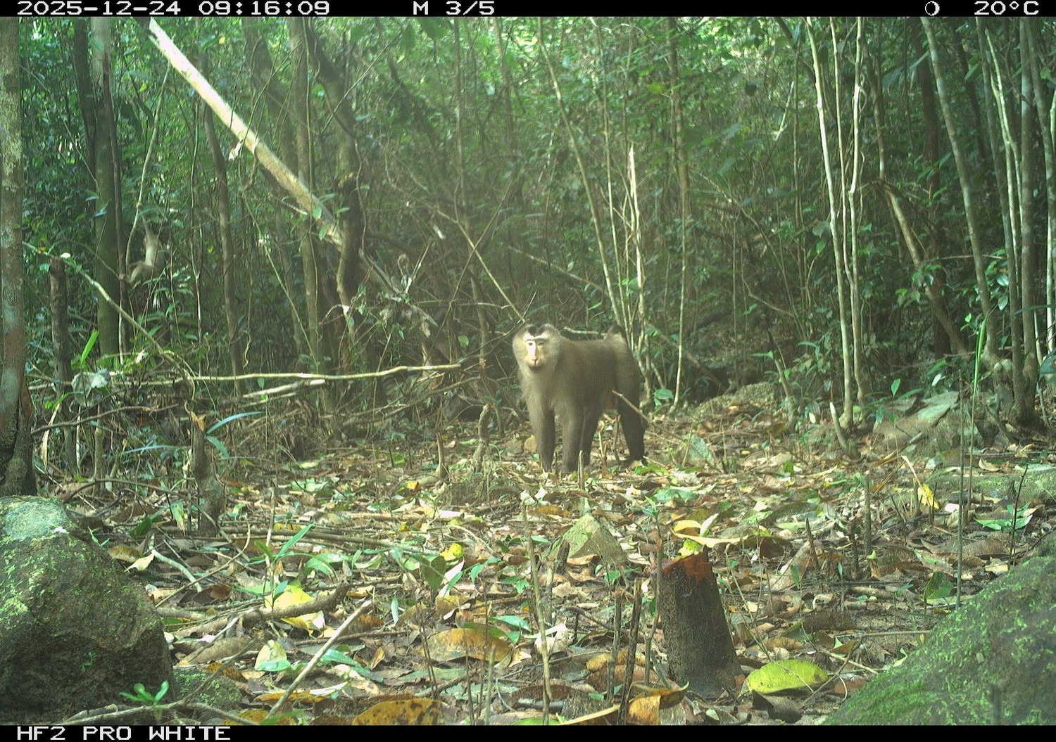 Mỹ Sơn ảnh 3 My Son anh 3