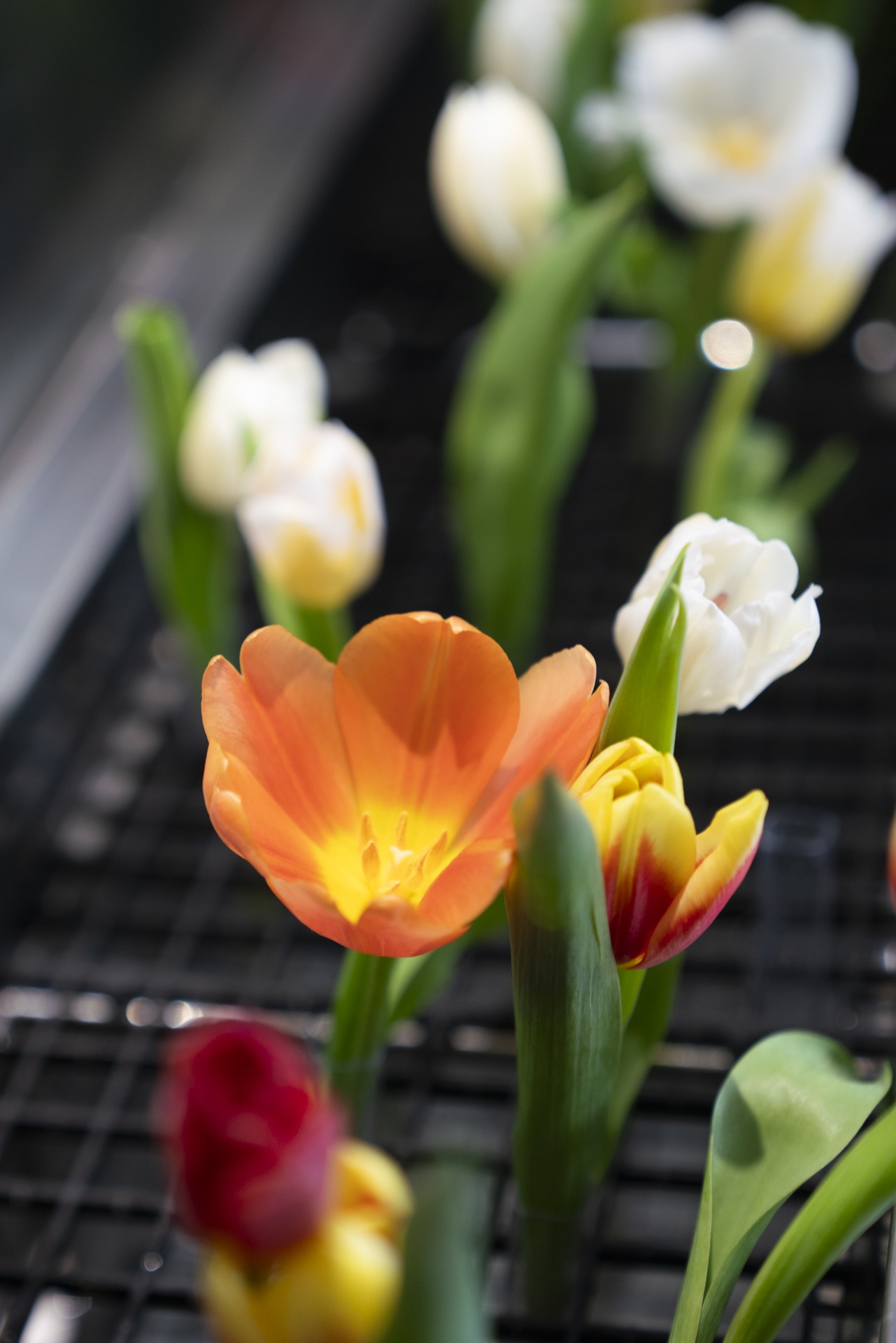 Robot pha cà phê ảnh 12 Robot pha ca phe anh 12