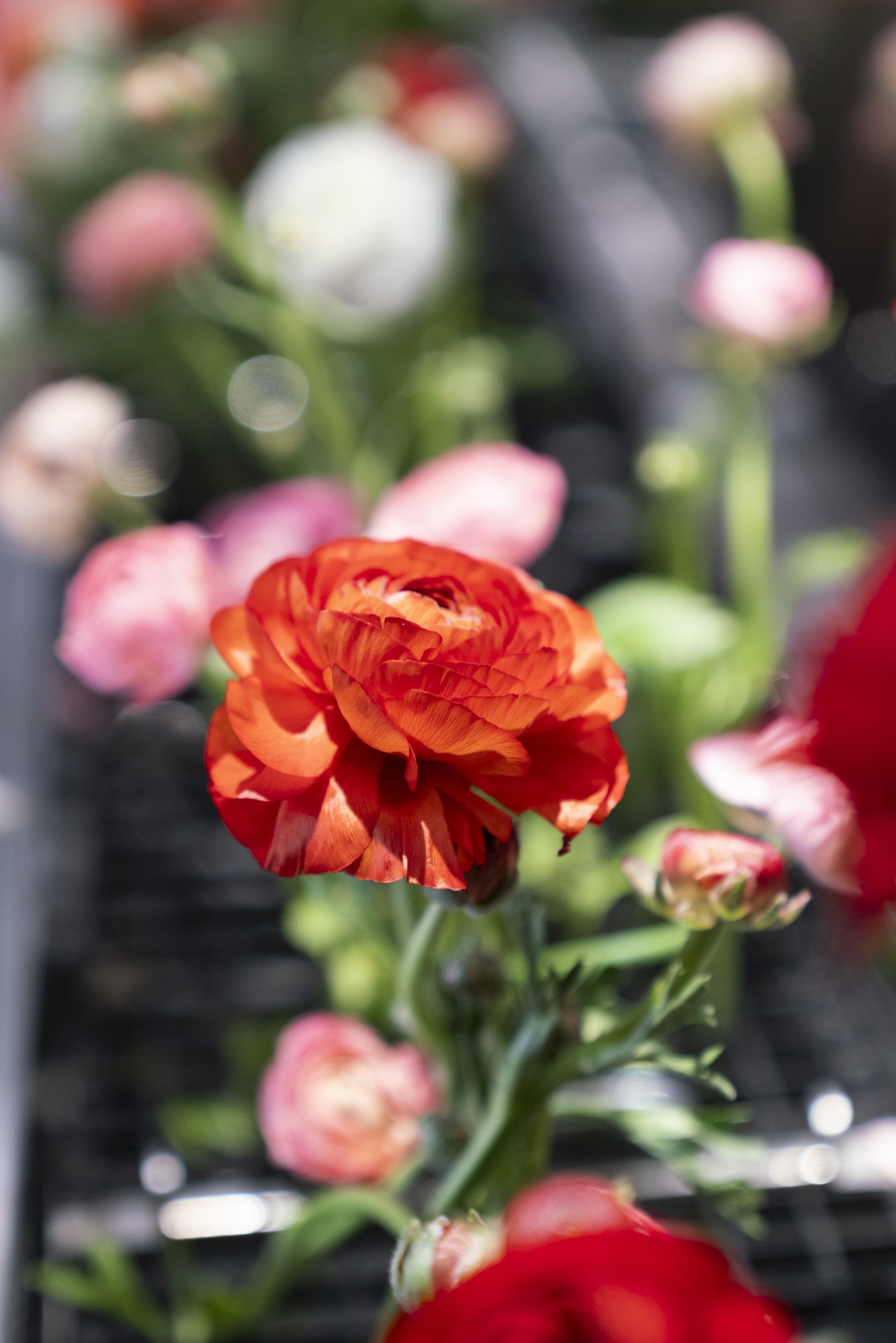 Robot pha cà phê ảnh 13 Robot pha ca phe anh 13