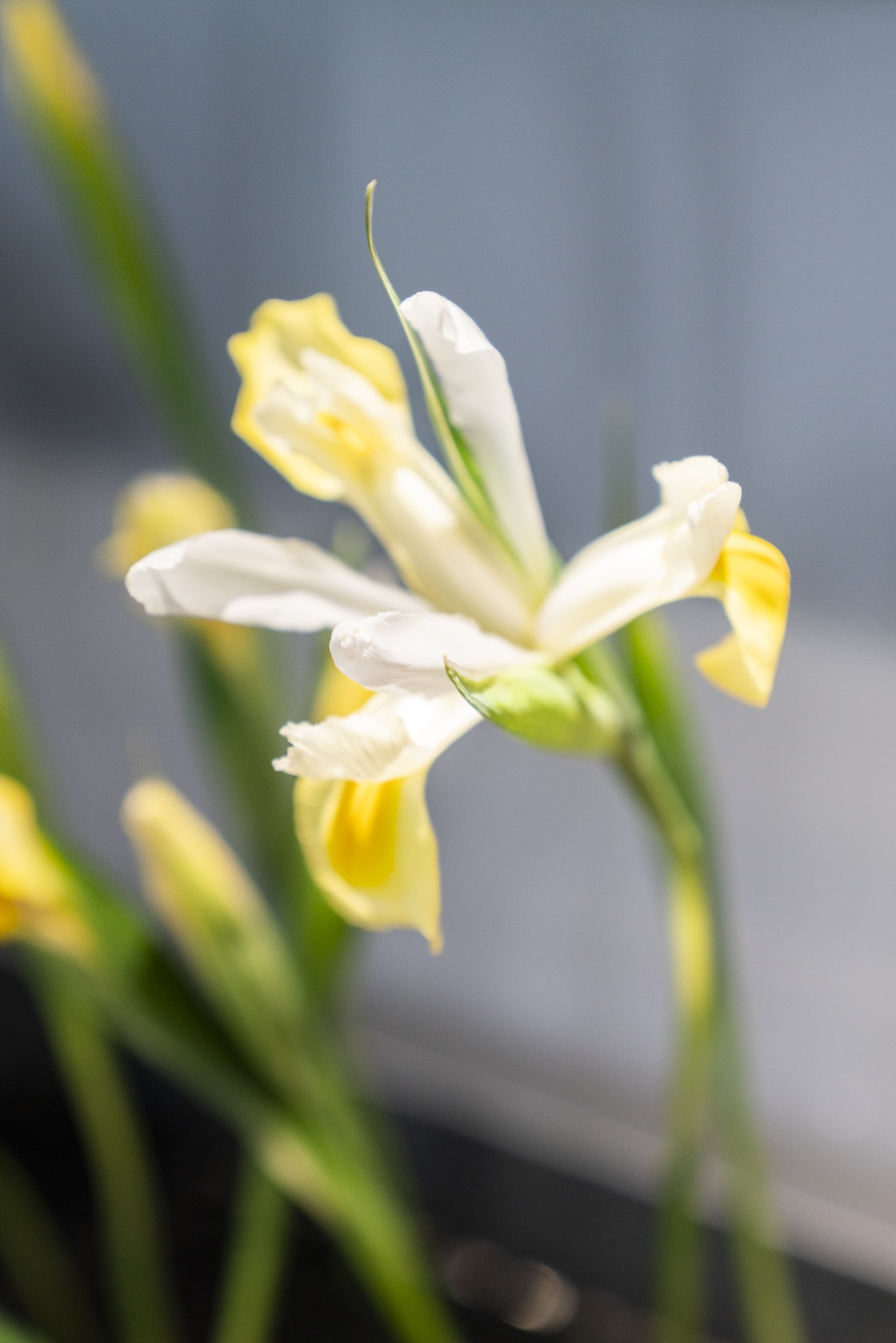 Robot pha cà phê ảnh 14 Robot pha ca phe anh 14