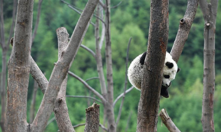 dong dat Tu Xuyen anh 2